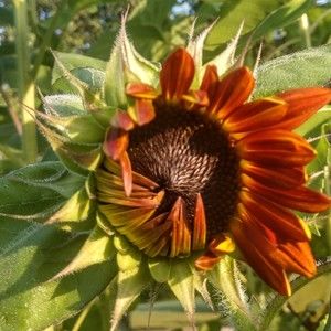 Meet your Posher, Robin